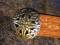 Buckle Knoten Cross massiv, vermessingt