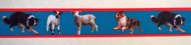 Ripsband Border Collie + Schafe