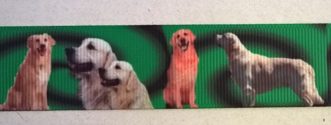 Ripsband Golden Retriever