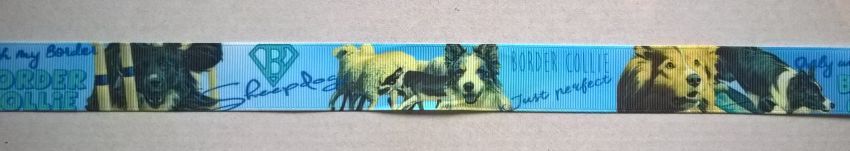 Ripsband Border Collie