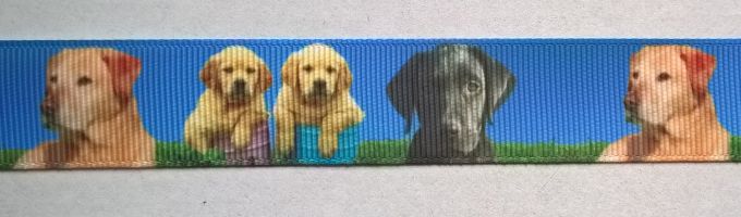 Ripsband Labrador