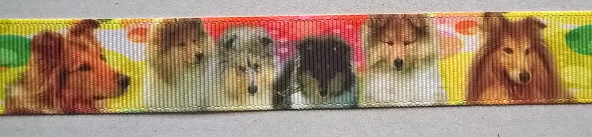 Ripsband Sheltie Collie